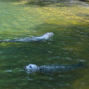 Rostock Zoo - Seals