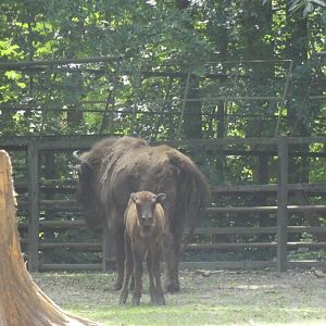Rostock Zoo - Bison