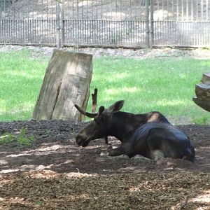 Rostock Zoo - Moose