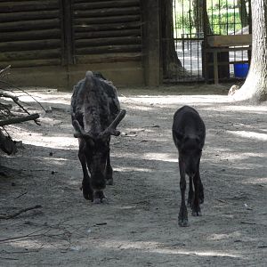 Rostock Zoo - Reindeer