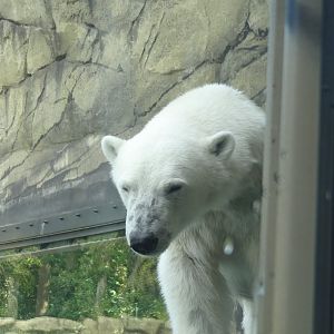 Rostock Zoo - Polar Bear