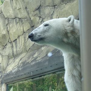 Rostock Zoo - Polar Bear