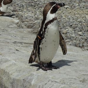 Rostock Zoo - Penguin