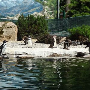 Rostock Zoo - Penguin