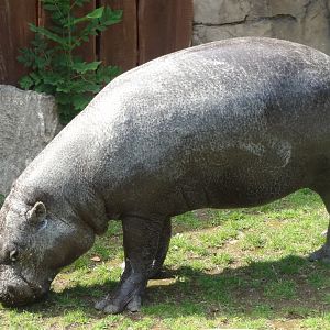 Rostock Zoo - Pygmy Hippo