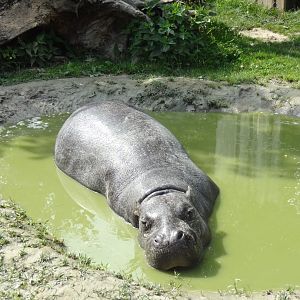 Rostock Zoo - Pygmy Hippo