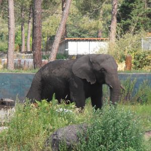 African elephant-Zoo Bassin D'Arcachon (2012)