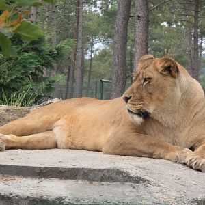 African lioness-Zoo Bassin D'Arcachon (2012)