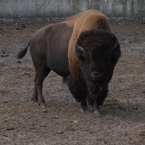 American bison-Zoo Bassin D'Arcachon (2012)