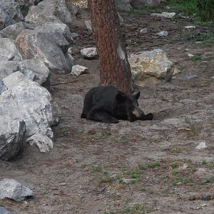 American black bear-Zoo Bassin D'Arcachon (2012)