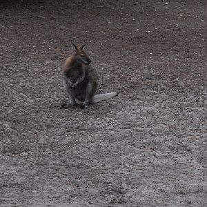 Bennet's wallaby-Zoo Bassin D'Arcachon (2012)
