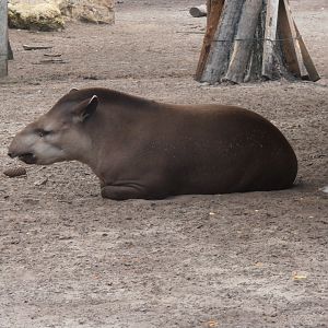 Brazilian tapir-Zoo Bassin D'Arcachon (2012)