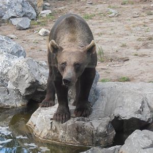 Brown bear-Zoo Bassin D'Arcachon (2012)