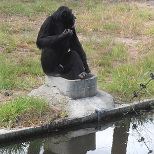 Common chimpanzee-Zoo Bassin D'Arcachon (2012)