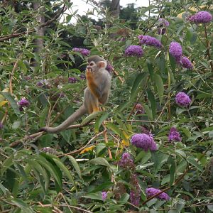 Common squirrel monkey-Zoo Bassin D'Arcachon (2012)
