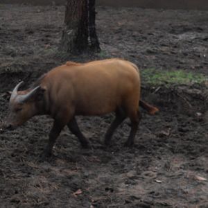 Congo buffalo-Zoo Bassin D'Arcachon (2012)