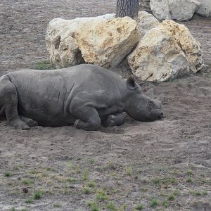 Eastern black rhinoceros-Zoo Bassin D'Arcachon (2012)