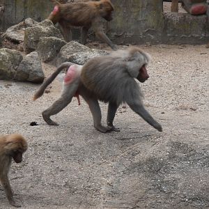 Hamadryas baboon-Zoo Bassin D'Arcachon (2012)