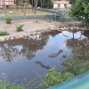Hippo-Ostrich exhibit-Zoo Bassin D'Arcachon (2012)