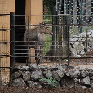 Nilgai-Zoo Bassin D'Arcachon (2012)