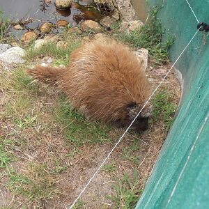 North american porcupine-Zoo Bassin D'Arcachon (2012)