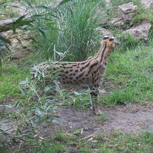 Serval-Zoo Bassin D'Arcachon (2012)