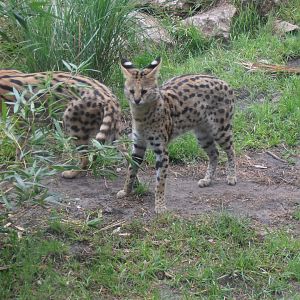 Serval-Zoo Bassin D'Arcachon (2012)