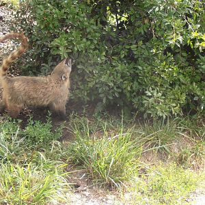 South american coati-Zoo Bassin D'Arcachon (2012)