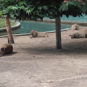 South american exhibit-Zoo Bassin D'Arcachon (2012)