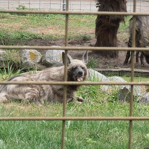Striped hyena-Zoo Bassin D'Arcachon (2012)