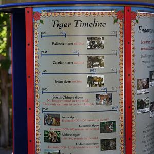 tiger subspecies sign