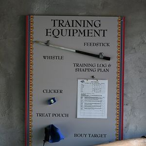 big cat training display