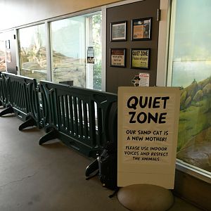 sand cat exhibit (kittens)