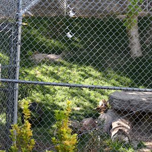 red fox exhibit