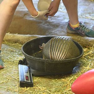 armadillo weigh-in