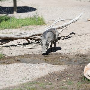 warthog (new to savanna)