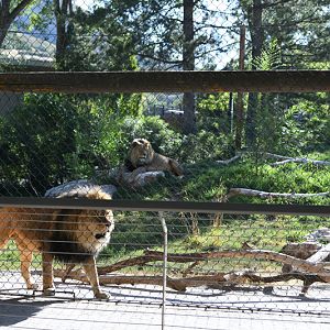 lion exhibit