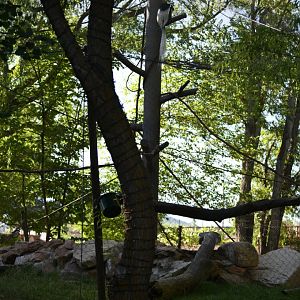 colobus monkey exhibit