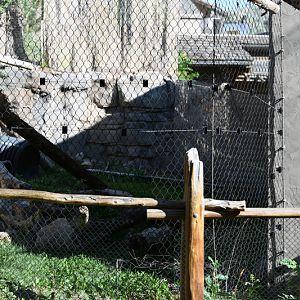 Pallas cat exhibit