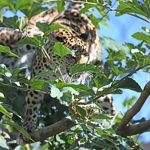Amur leopard in tree