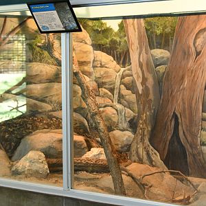 Great Basin rattlesnake exhibit