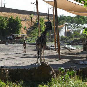 savanna (train in back)