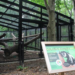 Colobus Monkey Outdoor Exhibit