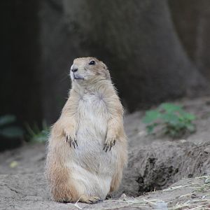 The Elusive Prairie Dog Returns