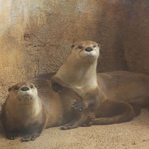 River Otters in a Huddle