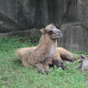 Bactrian Camel Calf