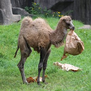 Bactrian Camel Calf