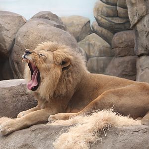 Lion Mid-Yawn
