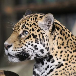 Jaguar Close-Up