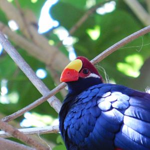 Violet Turaco